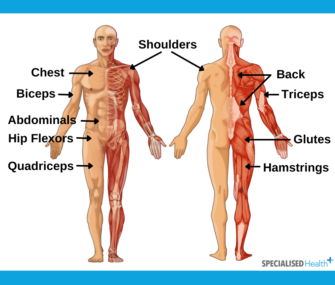 Muscle anatomy