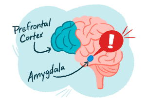 Brain diagram highlighting the prefrontal cortex and amygdala locations.